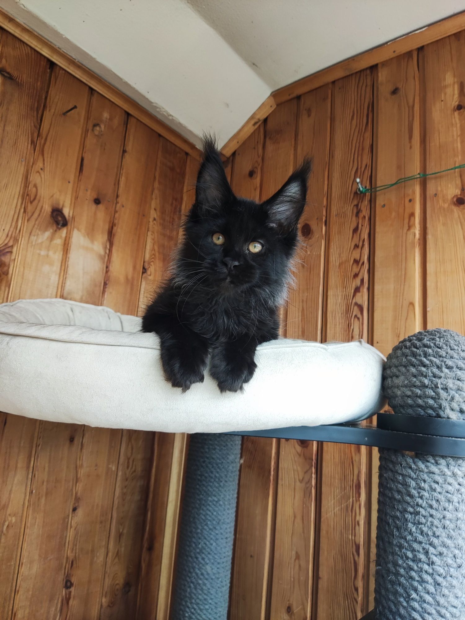 Котёнок Мейн кун