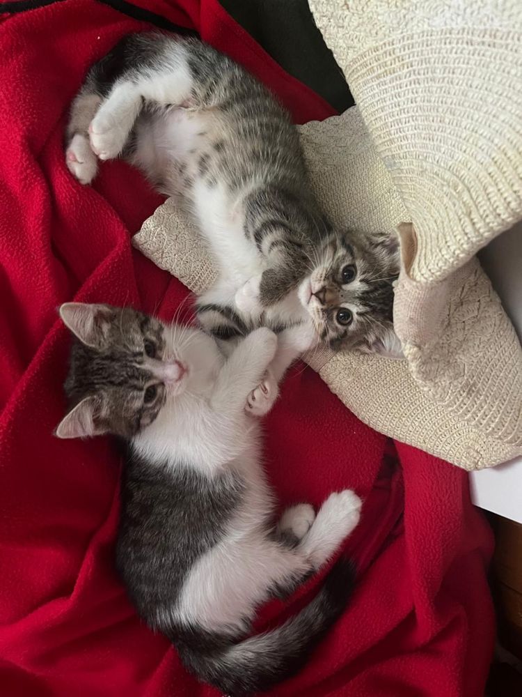 Отдам котят в добрые руки