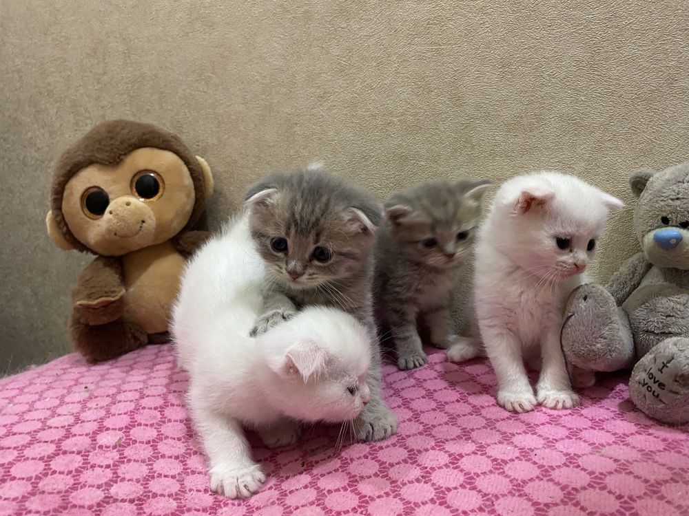 Продам котят Scottish Fold и Scottish Straight