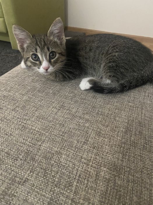 Отдам в добрые руки