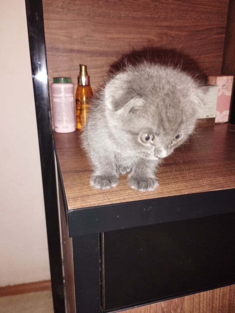 Zotdor mushuk sotiladi