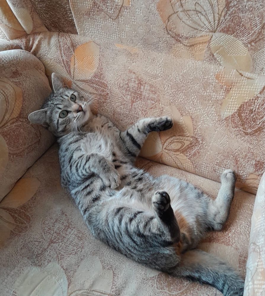 Отдам милых котеек
