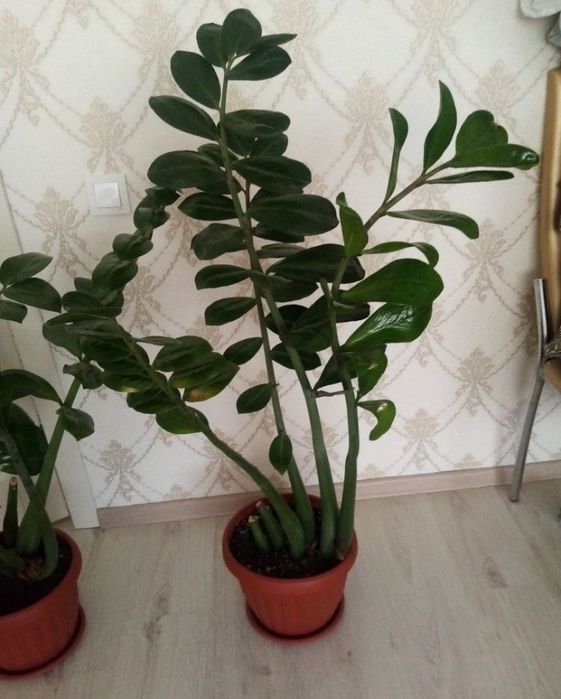 Отдам цветок даром