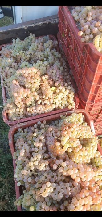 Vand struguri de vin