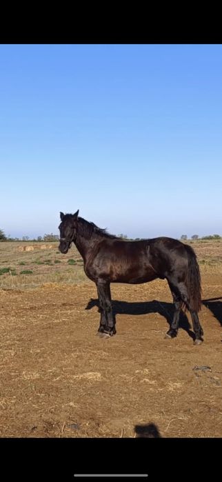 Vând cal metis frizian