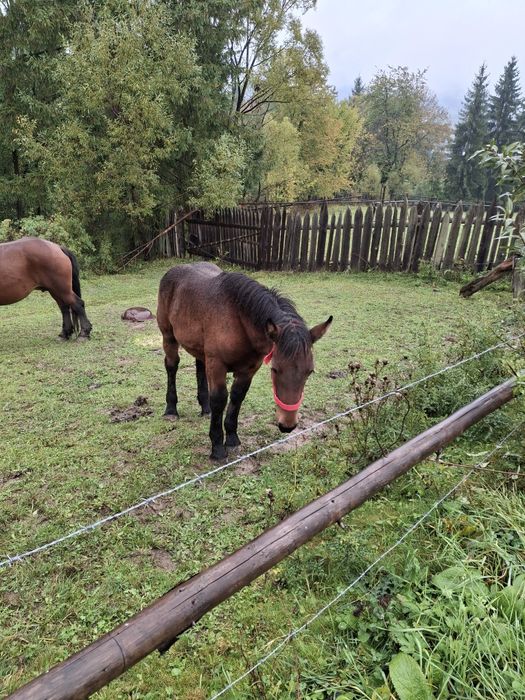 Vând mânză de 6 luni