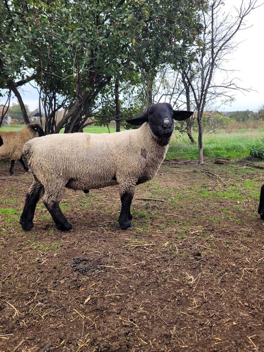 Berbec suffolk! Cu certificat!