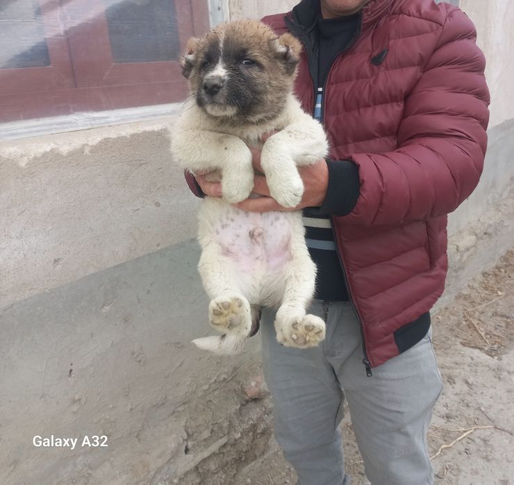 Алабай боласи сотилади