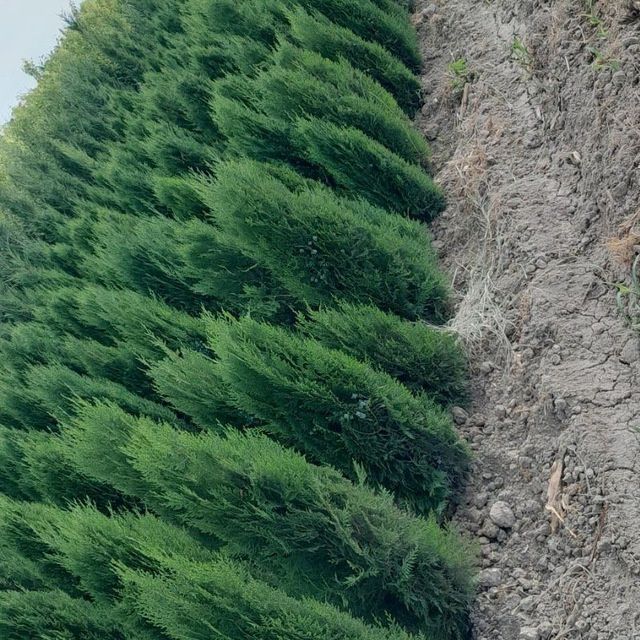 archa va dekrativni kuchatlar