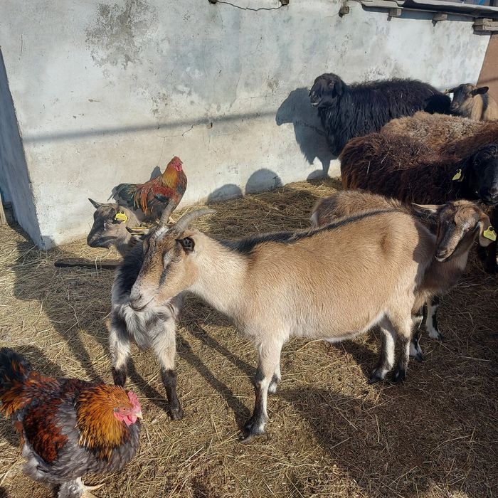 Сүтті буаз ешкі сатылады.