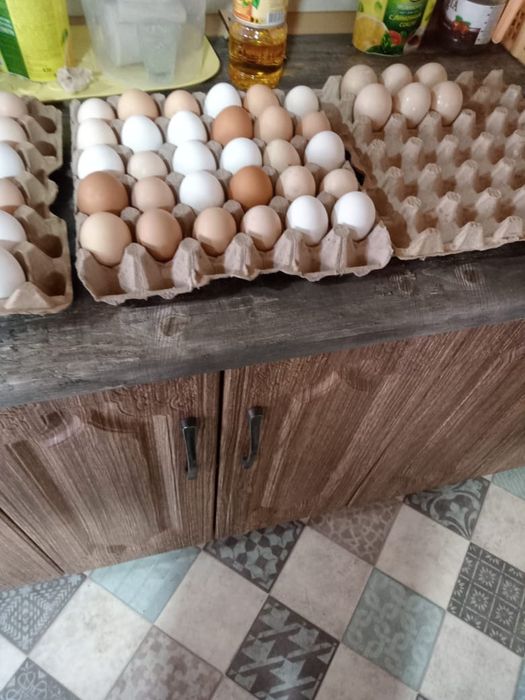 Продам инкубационные яйца