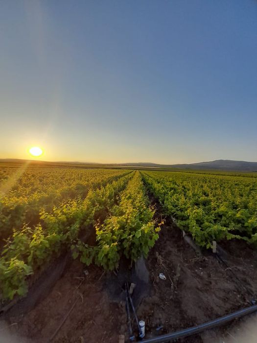 Butasi vita de vie anul 2 și anul 3