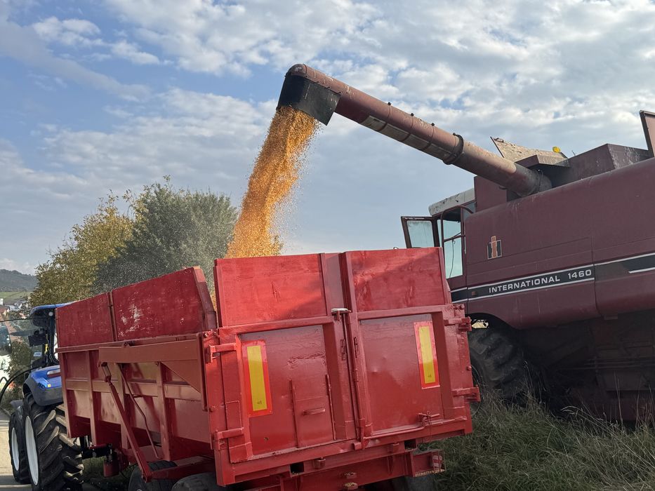 Porumb Recoltat  2025 1 leu kg