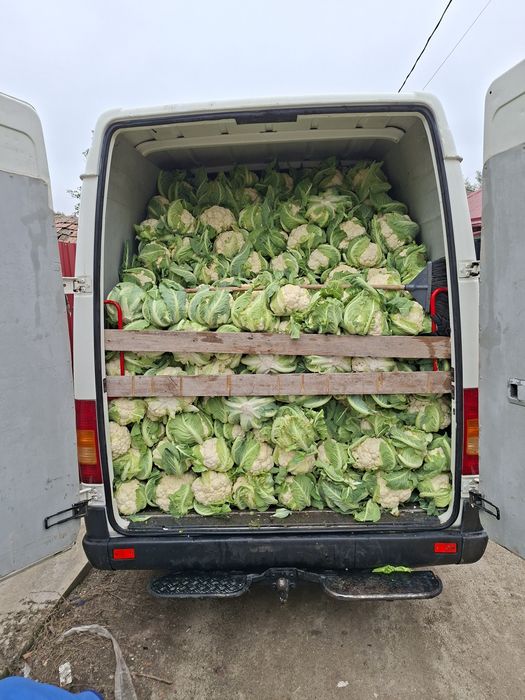 Vând Conopidă Santa Maria