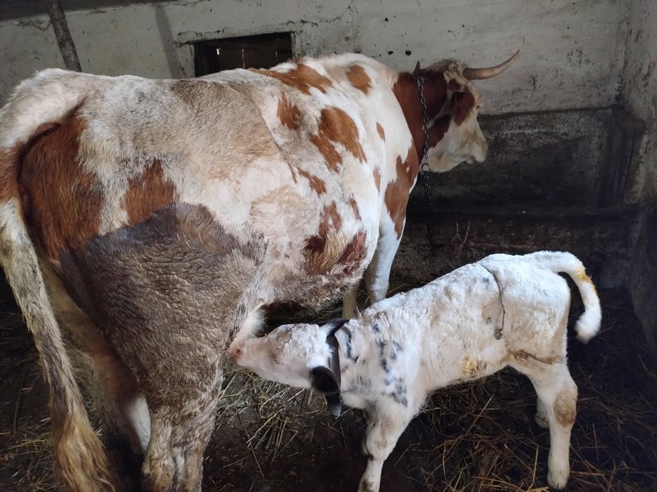 Vând vaca bălțată românească cu vițel belgian