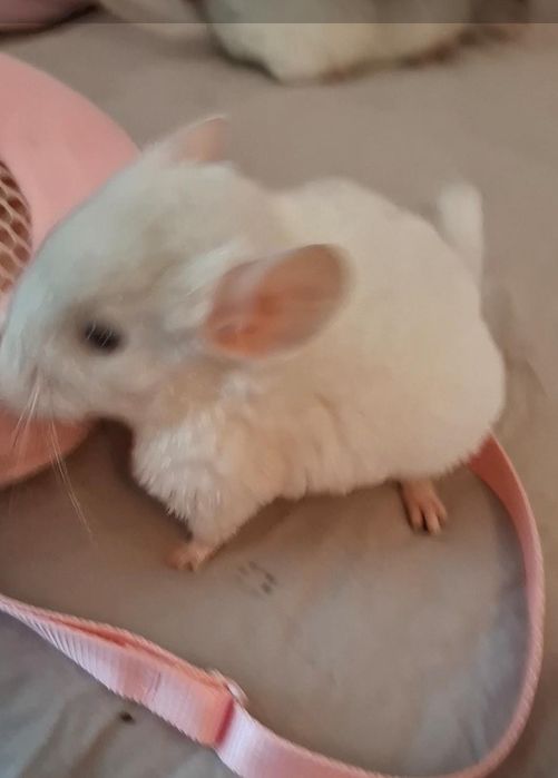 Chinchila Șinsila pui