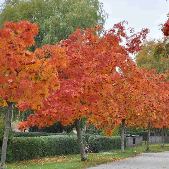 Scovus Sorbus dodong cu frunze rosi