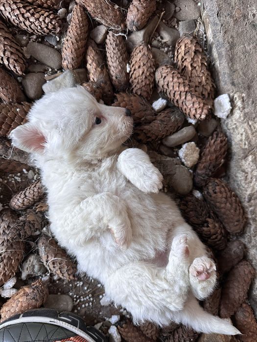 Donez 7 catei varsta 1 luna