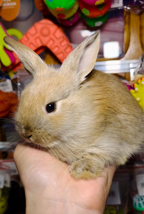 Декоративные кролики, (карликовые) в зоомагазине «ЖИВАЯ ПРИРОДА»