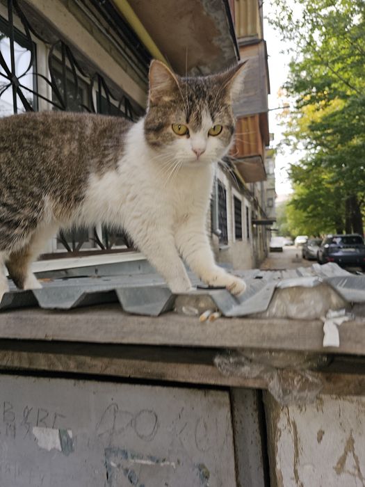 Котик очень нуждается в доме