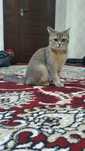 Mushuk Scottish Straight. Qizbola