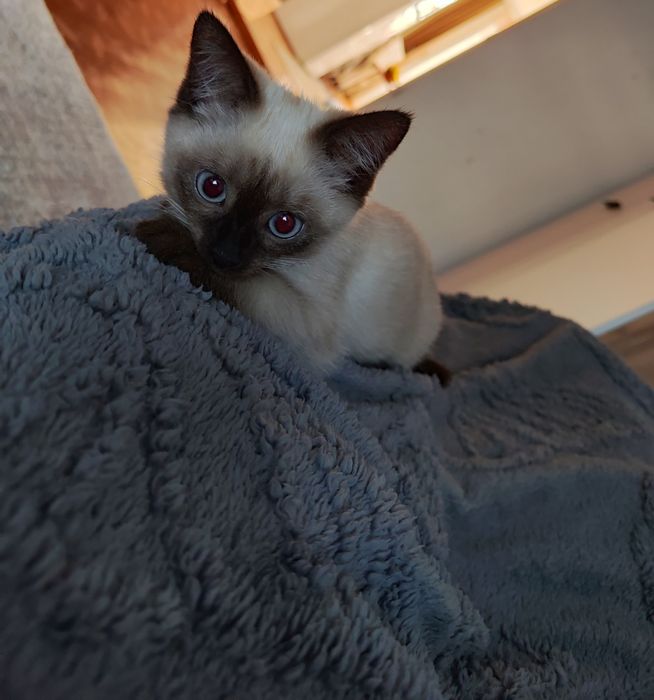 Отдам котенка 2месяца в добрые любящие заботливые руки