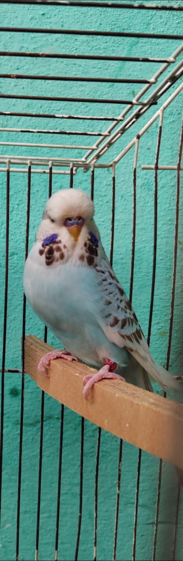 De vânzare peruși standard