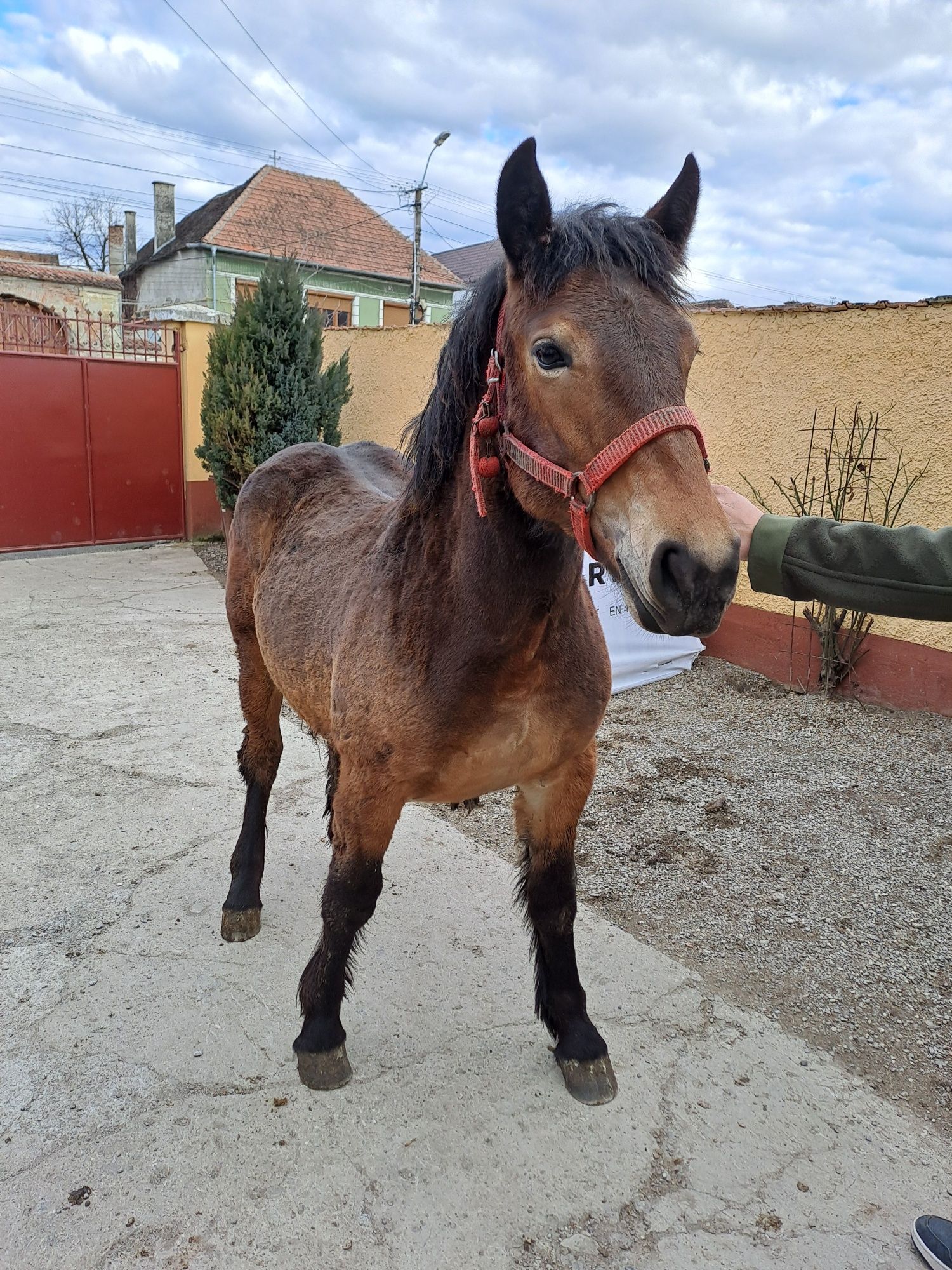 Pereche de mânji de vânzare