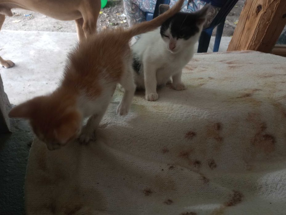 Donez pisici fete și băieți