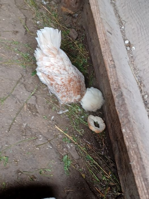 Vand cocoși 90 bucata