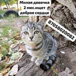 Кошечки, и котики, срочно ищут семью!