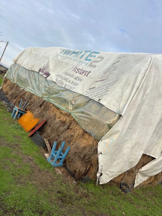 Baloti fan izlaz anul asta