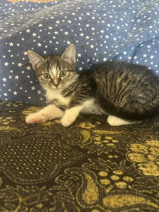 Ofer pisicuțe cuminți