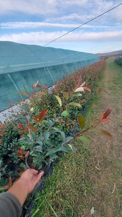 Laur Englezesc / Prunus Laurocerasus / Photinia Red Robin / Leylandii