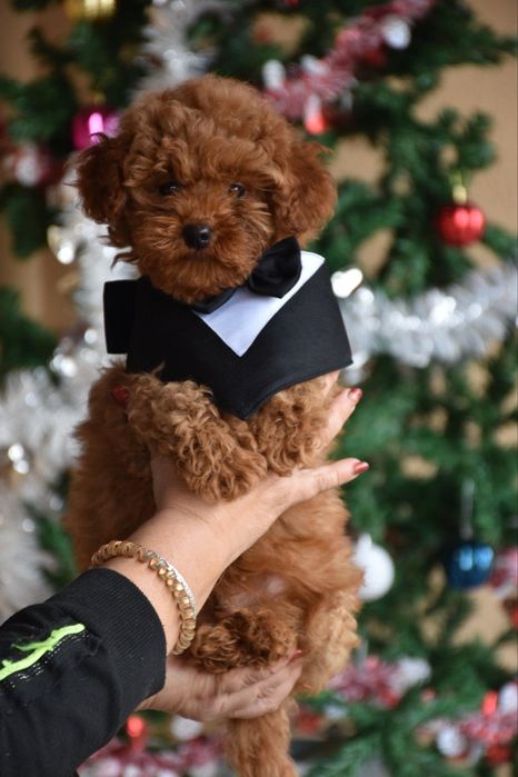 Той пудел (Toy poodle)