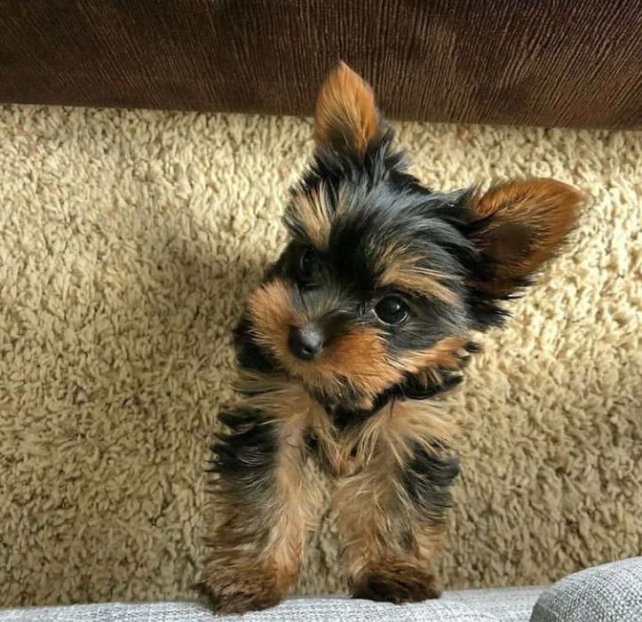 Супер Мини Йорки Доставка