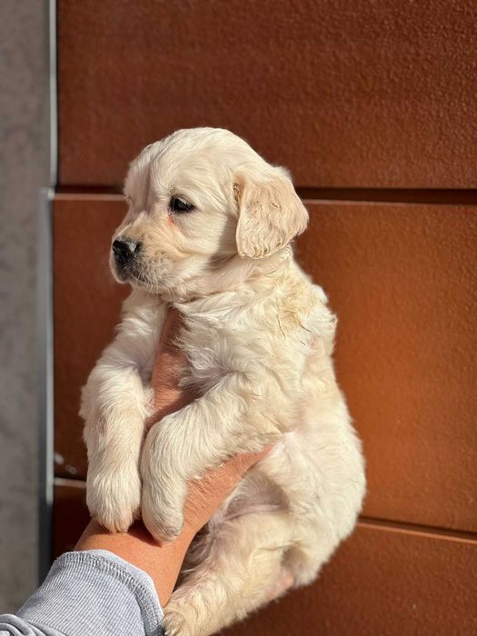 Голдън ретривър момче