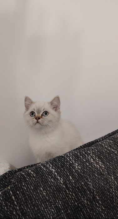 British shorthair white