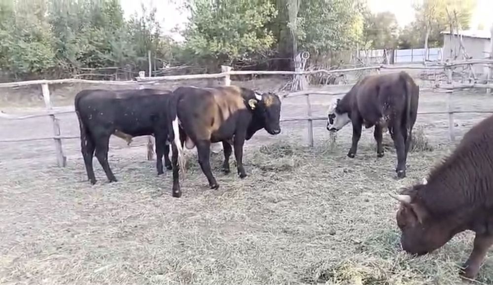 Бычки хорошие. !