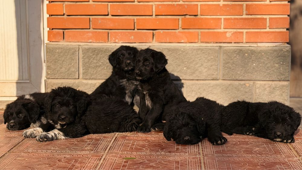 Щенки (смесь алабая и черного террьера)
