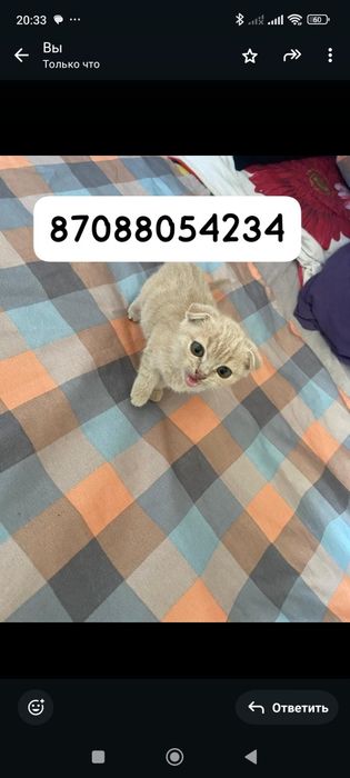 Бесплатно котята