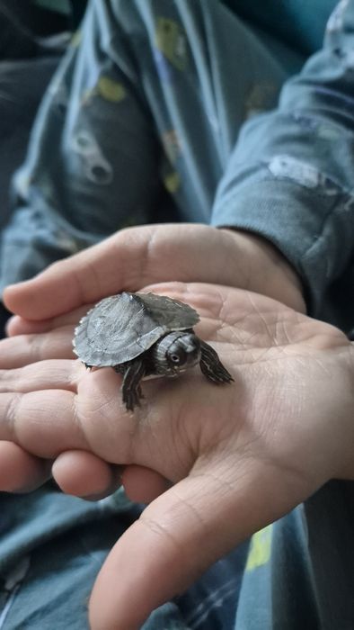 Acvariu cu broscuta testoasa