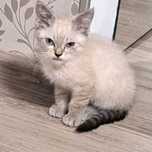 Donez pui de pisică ragdoll !
