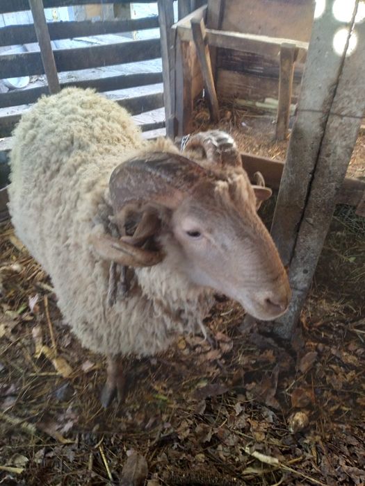 Vând berbec de presilă