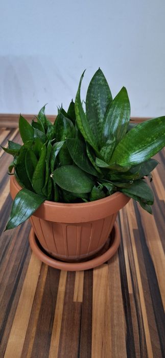 Oferta 6 plante de apartament