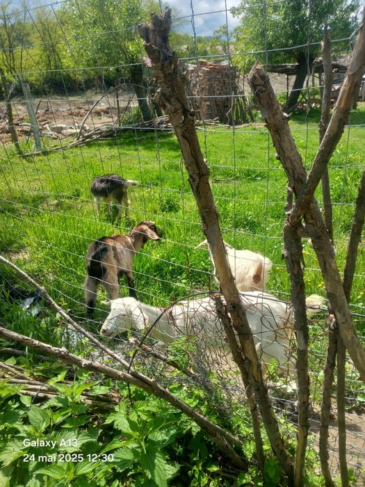 Vând iezi 25 lei kg