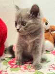 Продаётся котёнок СКОТИШ СТРАЙТ