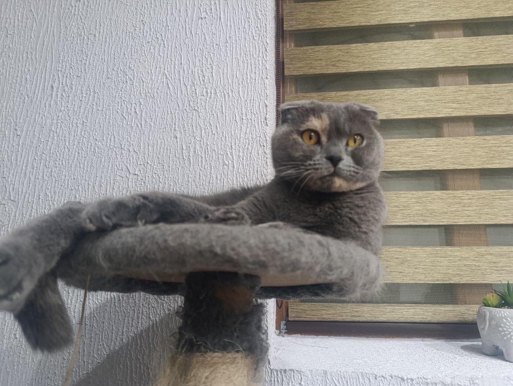 Шотландска клепоуха бритаска котка