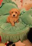 Maltipoo Korean teacup, mini toy