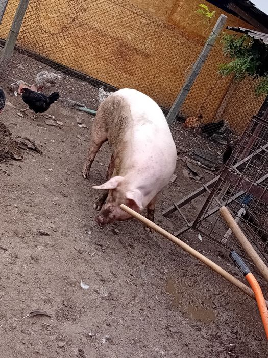 Vând ce se vede în poze